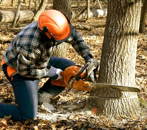 Tree Removal in Tiplersville, MS